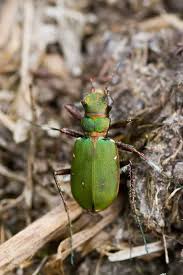 Attēlu rezultāti vaicājumam “Cicindela sylvatica imago”