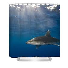 Image result for Carcharhinus longimanus