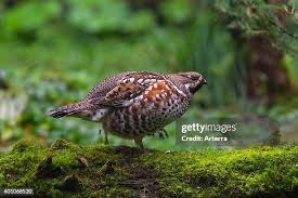Attēlu rezultāti vaicājumam “Tetrastes bonasia female”