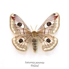 Attēlu rezultāti vaicājumam “Saturnia pavonia female”