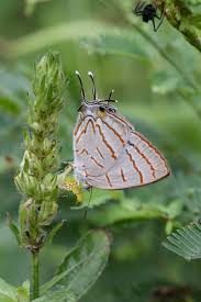 Attēlu rezultāti vaicājumam “Theclinae”