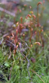 Attēlu rezultāti vaicājumam “Amblystegium serpens sporophyte”