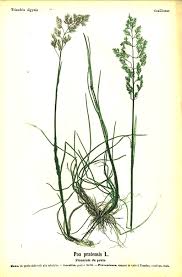 Attēlu rezultāti vaicājumam “Poa pratensis fruit”