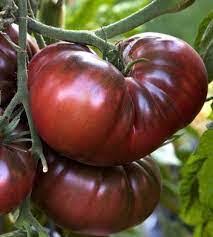 Afbeeldingsresultaat voor black brandywine tomato