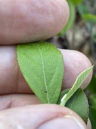 Attēlu rezultāti vaicājumam “Lignydium muscorum young”