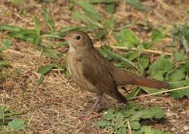 Image result for Luscinia luscinia