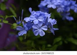 Attēlu rezultāti vaicājumam “Plumbaginaceae”