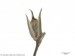 Attēlu rezultāti vaicājumam “Juncus bufonius”