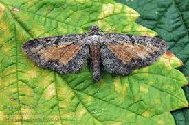 Attēlu rezultāti vaicājumam “Eupithecia icterata”