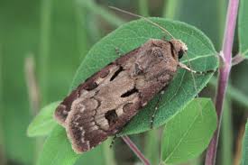 Attēlu rezultāti vaicājumam “Agrotis exclamationis”