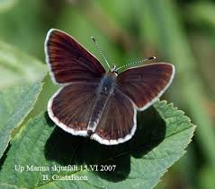 Attēlu rezultāti vaicājumam “Eumedonia eumedon”