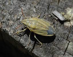 Attēlu rezultāti vaicājumam “Aelia acuminata”