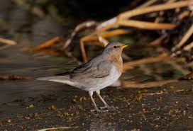 Image result for Turdus ruficollis