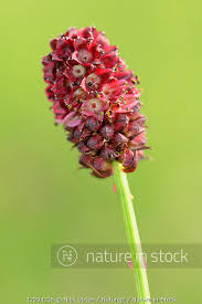 Attēlu rezultāti vaicājumam “Sanguisorba officinalis flower”