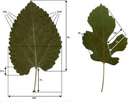Attēlu rezultāti vaicājumam “Morus alba leaf”