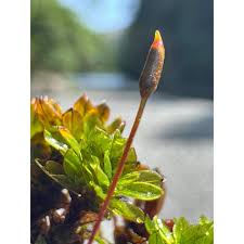 Attēlu rezultāti vaicājumam “Pleurozium schreberi sporophyte”