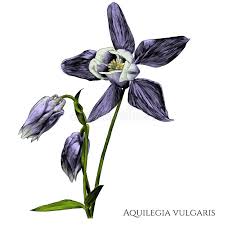 Attēlu rezultāti vaicājumam “Aquilegia vulgaris bud”