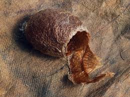 Attēlu rezultāti vaicājumam “Saturnia pavonia cocoon”