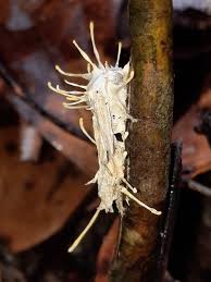 Attēlu rezultāti vaicājumam “Akanthomyces aculeatus”