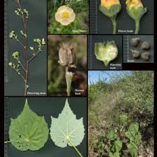 Attēlu rezultāti vaicājumam “Malvaceae”