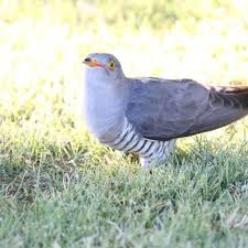 Attēlu rezultāti vaicājumam “Cuculus canorus adult”