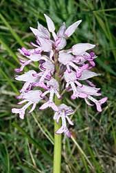 Attēlu rezultāti vaicājumam “Orchis militaris”