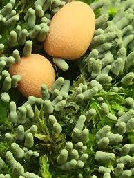 Attēlu rezultāti vaicājumam “Lycogala sp.”