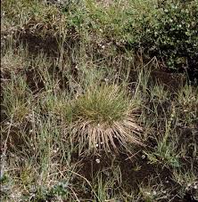 Attēlu rezultāti vaicājumam “Trichophorum cespitosum fruit”