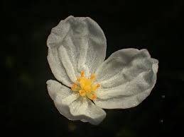 「水蘊草」的圖片搜尋結果