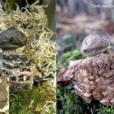 Attēlu rezultāti vaicājumam “Geastrum rufescens”