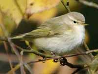 Image result for Phylloscopus orientalis