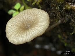 Attēlu rezultāti vaicājumam “Lichenomphalia umbellifera”