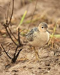 Image result for Calidris ruficollis