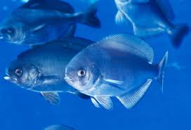 Image result for Schedophilus ovalis