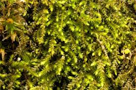 Attēlu rezultāti vaicājumam “Leskea polycarpa sporophyte”