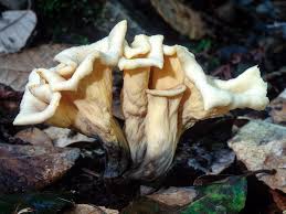 Attēlu rezultāti vaicājumam “Craterium sp.”