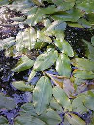 Attēlu rezultāti vaicājumam “Potamogeton natans leaf”