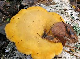 Attēlu rezultāti vaicājumam “Lentinus suavissimus”