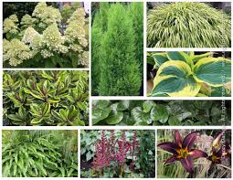 Attēlu rezultāti vaicājumam “Asarum europaeum flower”