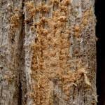 Attēlu rezultāti vaicājumam “Biatora sphaeroides”