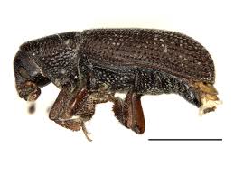 Attēlu rezultāti vaicājumam “Hylastes sp.”