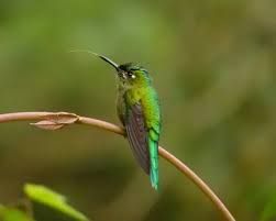 Attēlu rezultāti vaicājumam “Lycogala asperum sessile”