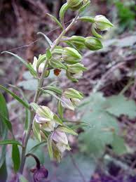 Attēlu rezultāti vaicājumam “Epipactis helleborine flower”