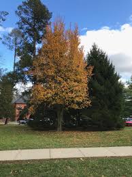 Attēlu rezultāti vaicājumam “Sorbus alnifolia”