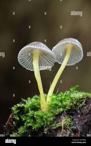 Attēlu rezultāti vaicājumam “Mycena viscosa”