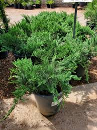 Attēlu rezultāti vaicājumam “Juniperus sabina”