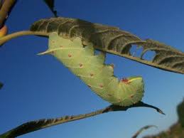 Attēlu rezultāti vaicājumam “Laothoe populi larva”