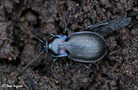 Attēlu rezultāti vaicājumam “Carabus nemoralis”