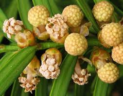 Attēlu rezultāti vaicājumam “Taxus baccata bud”