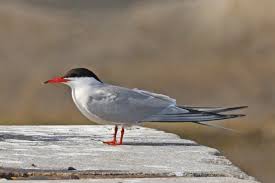 Image result for Sterna hirundo